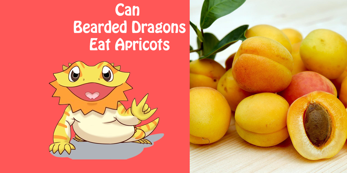 Can Bearded Dragons Eat Apricots?