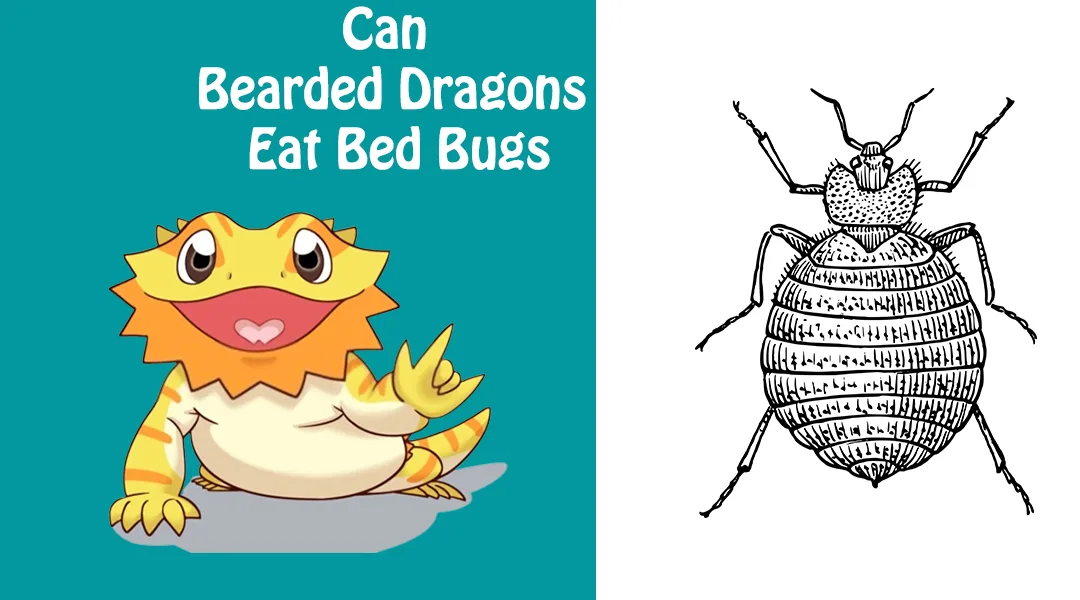 Can Bearded Dragons Eat Bed Bugs