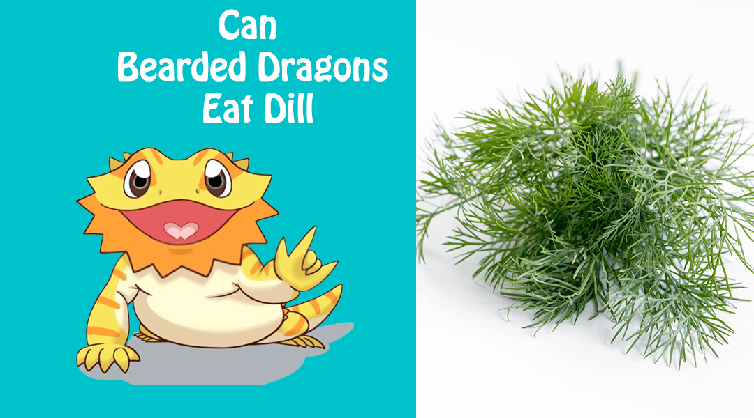 Can Bearded Dragons Eat Dill