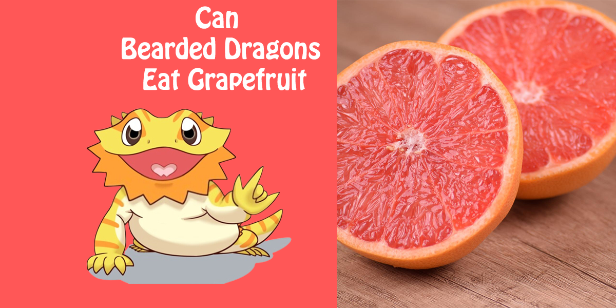 Can Bearded Dragons Eat Grapefruit?