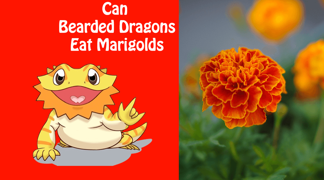 Can Bearded Dragons Eat Marigolds?