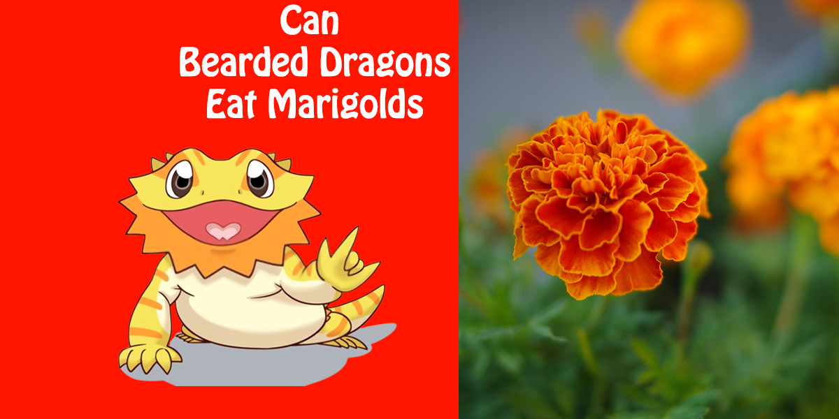 Can Bearded Dragons Eat Marigolds?