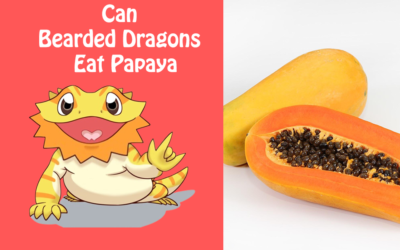 Can Bearded Dragons Eat Papaya?