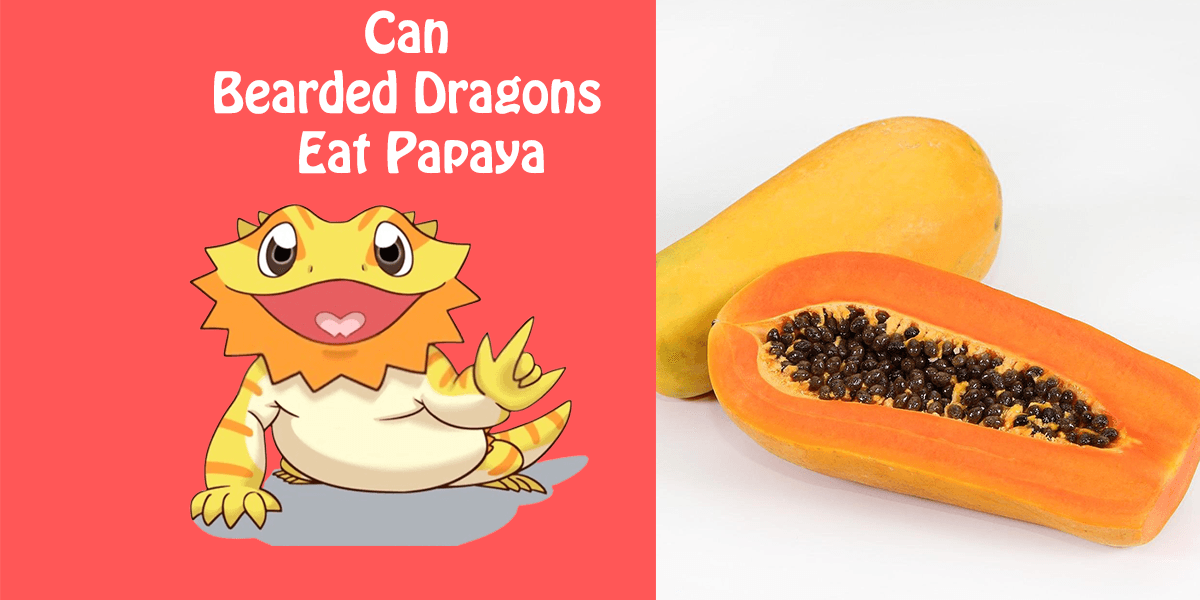 Can Bearded Dragons Eat Papaya?