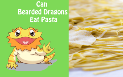 Can Bearded Dragons Eat Pasta