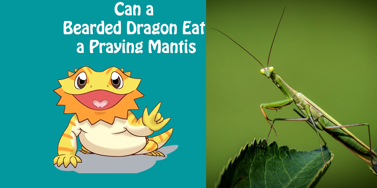 Can a Bearded Dragon Eat a Praying Mantis?