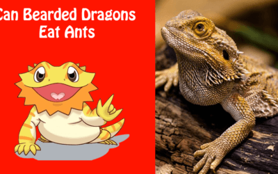 Can Bearded Dragons Eat Ants
