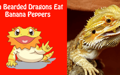 Can Bearded Dragons Eat Banana Peppers