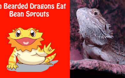 Can Bearded Dragons Eat Bean Sprouts
