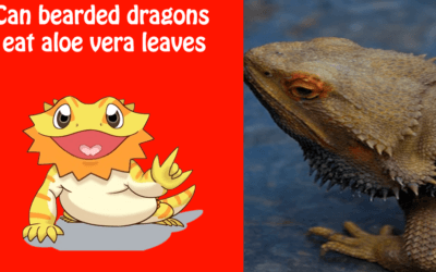 Can bearded dragons eat aloe vera leaves