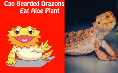 Can Bearded Dragons Eat Aloe Plant