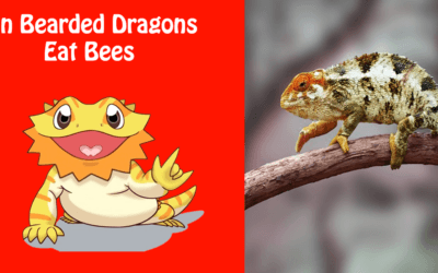 Can Bearded Dragons Eat Bees