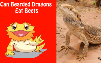 Can Bearded Dragons Eat Beets