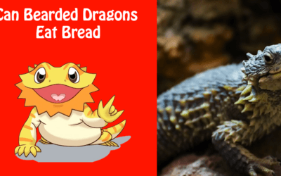 Can Bearded Dragons Eat Bread