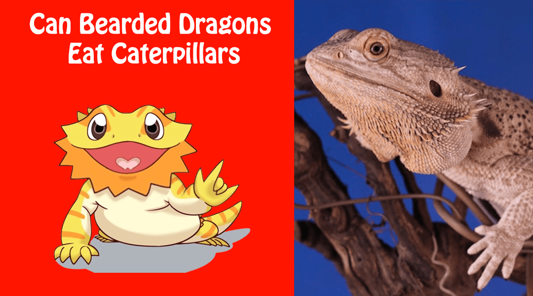 Can Bearded Dragons Eat Caterpillars