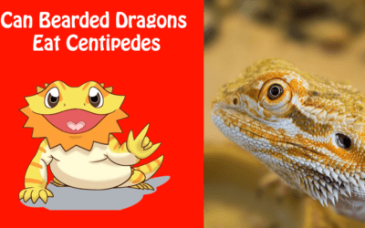 Can Bearded Dragons Eat Centipedes