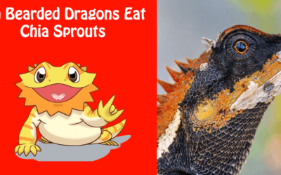 Can Bearded Dragons Eat Chia Sprouts