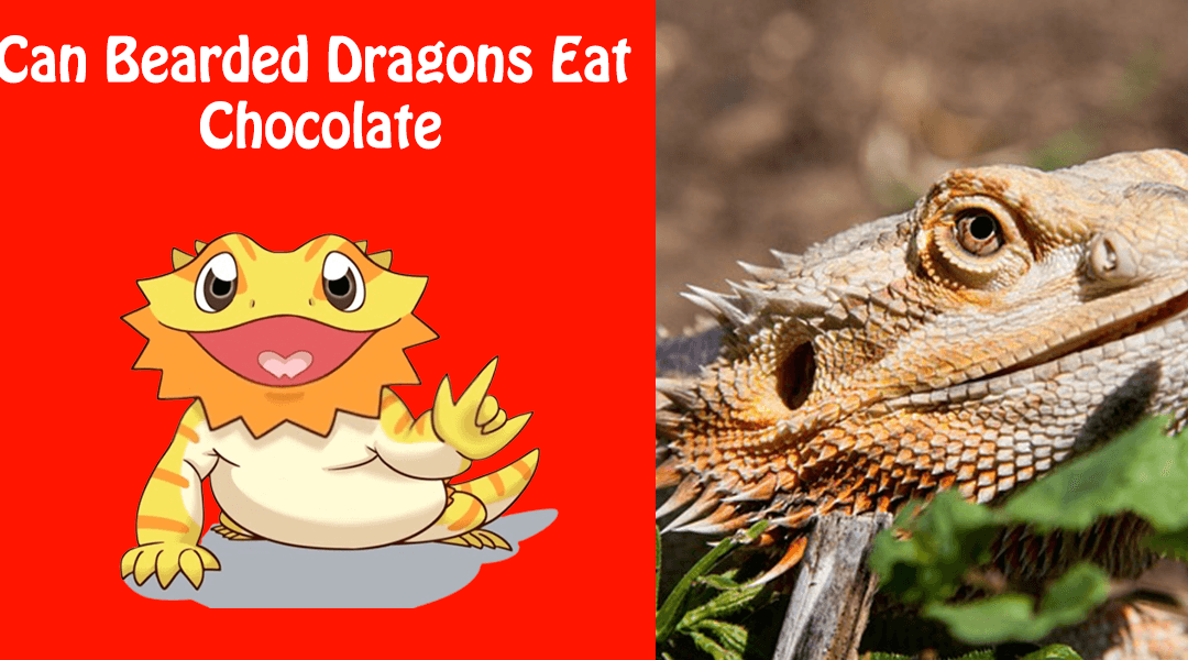 Can Bearded Dragons Eat Chocolate
