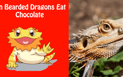 Can Bearded Dragons Eat Chocolate