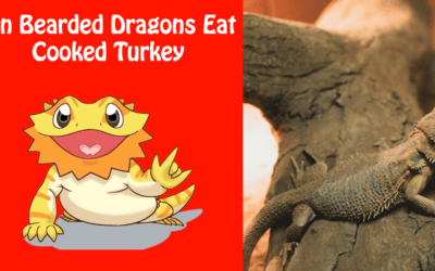 Can Bearded Dragons Eat Cooked Turkey