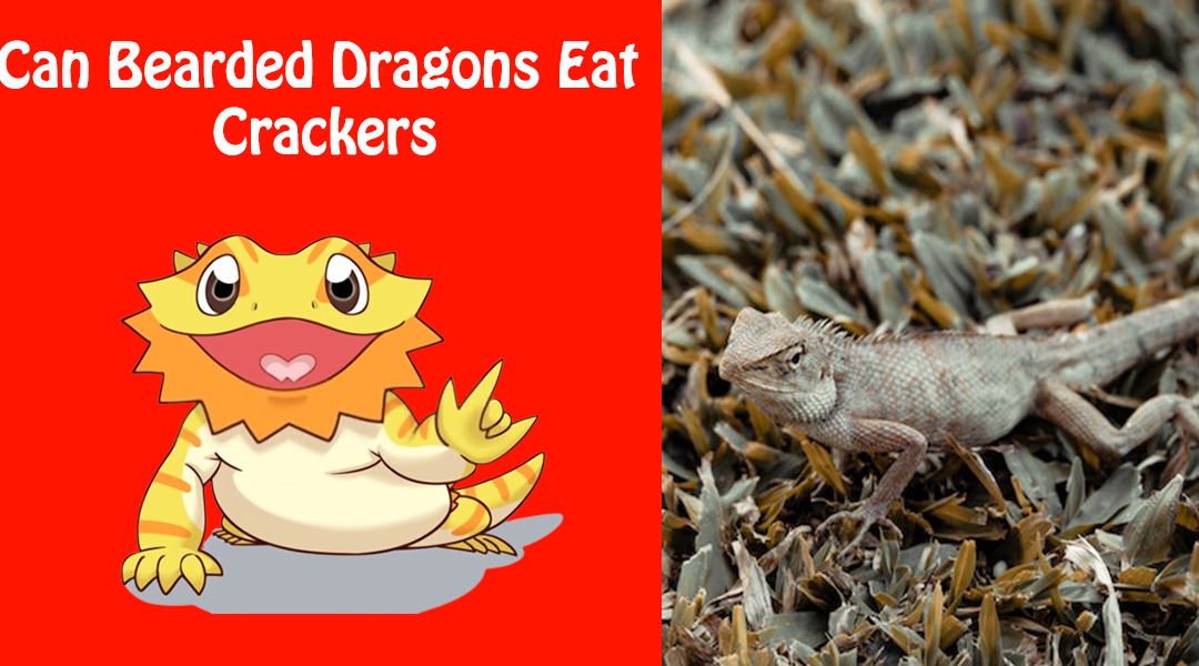 Can Bearded Dragons Eat Crackers