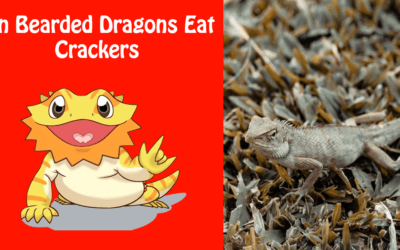 Can Bearded Dragons Eat Crackers