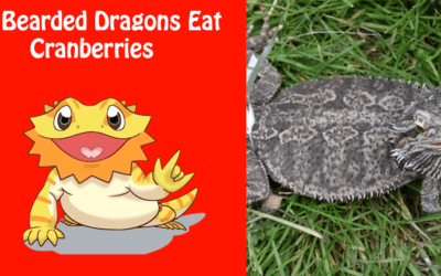 Can Bearded Dragons Eat Cranberries