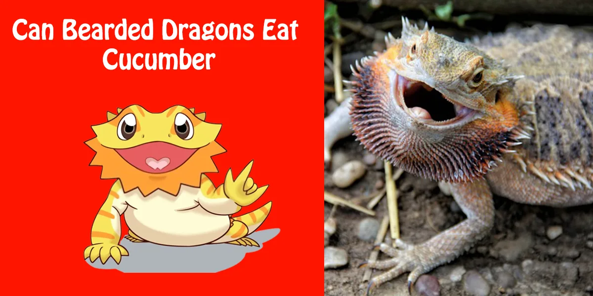 Can Bearded Dragons Eat Cucumber