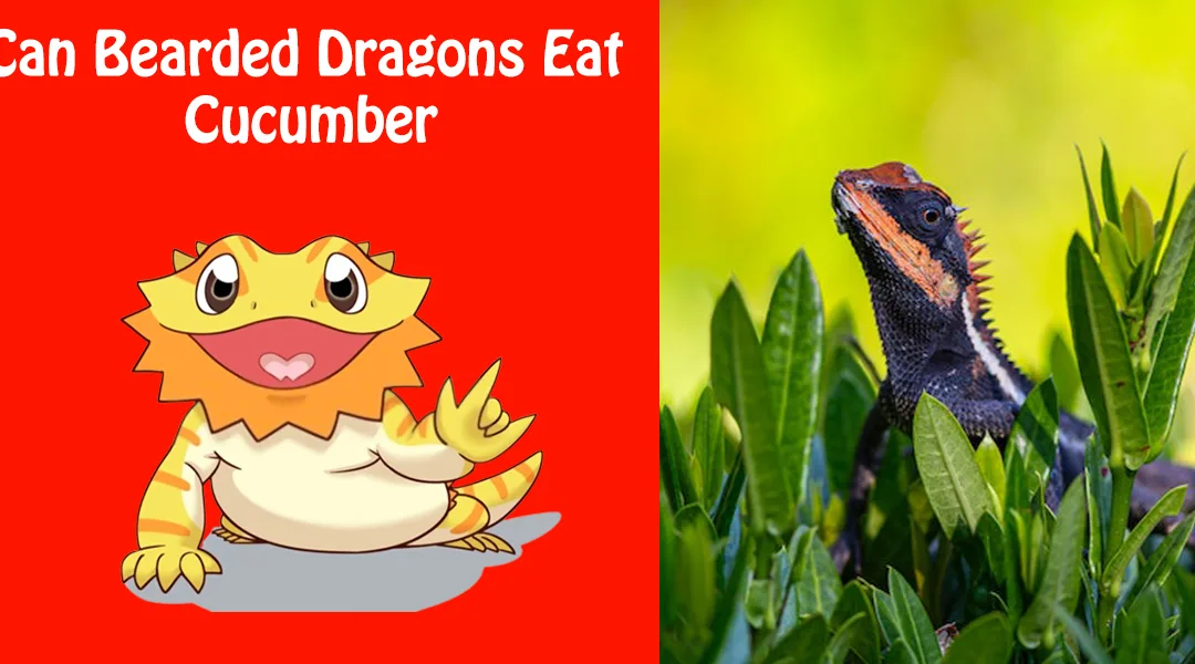 Can Bearded Dragons Eat Cucumber