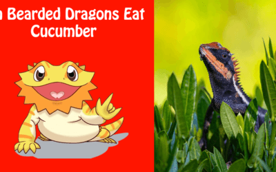 Can Bearded Dragons Eat Cucumber