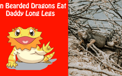 Can Bearded Dragons Eat Daddy Long Legs