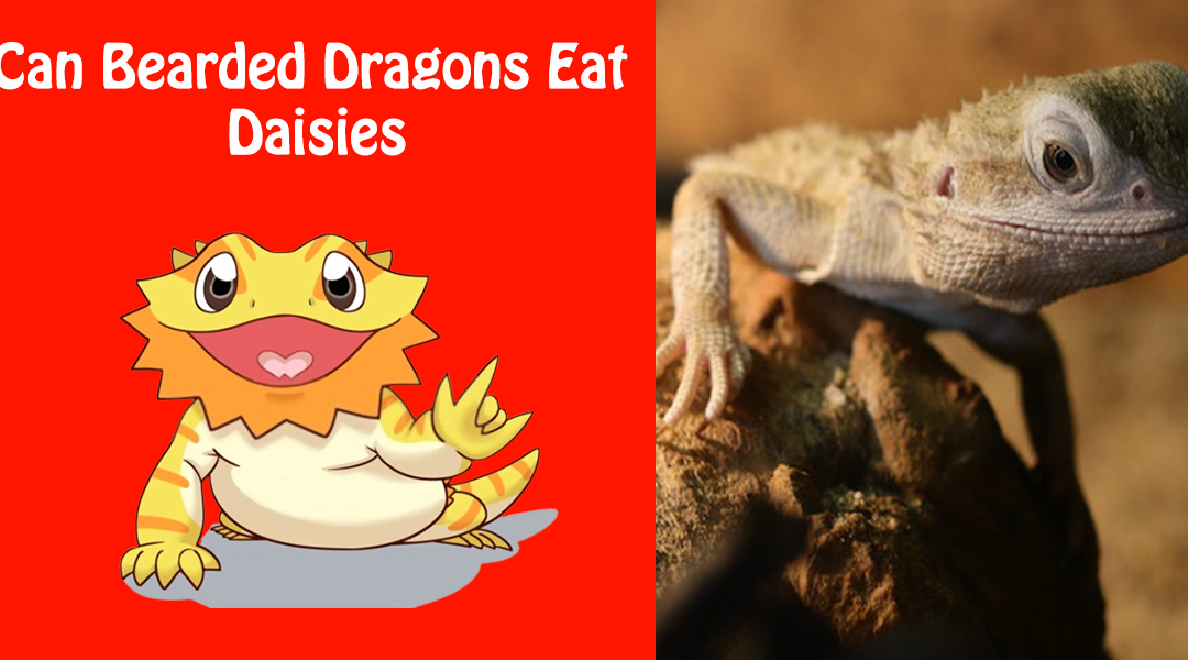 Can Bearded Dragons Eat Daisies