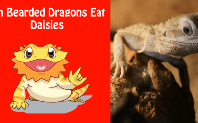 Can Bearded Dragons Eat Daisies