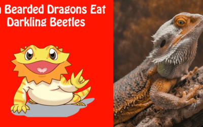 Can Bearded Dragons Eat Darkling Beetles