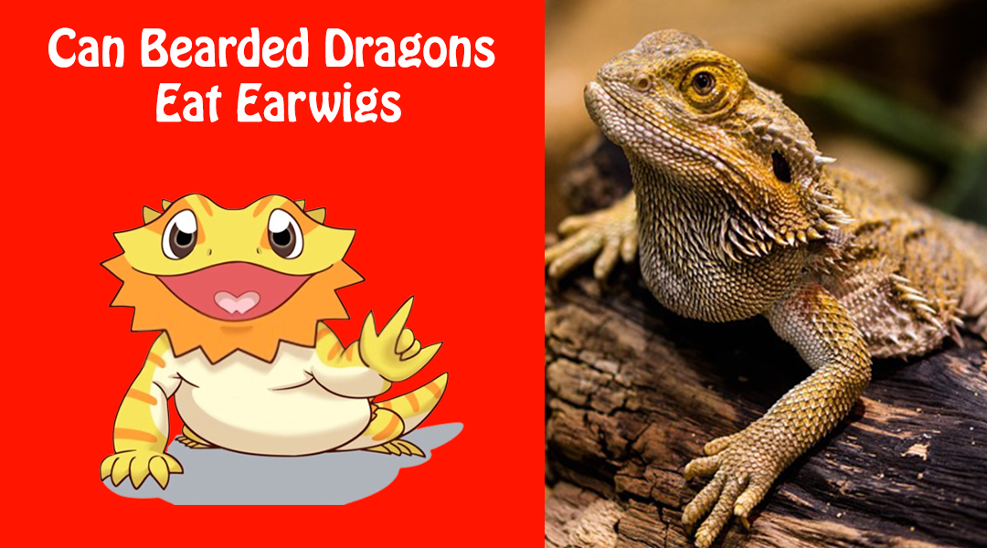 Can Bearded Dragons Eat Earwigs