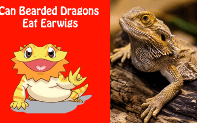 Can Bearded Dragons Eat Earwigs