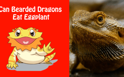 Can Bearded Dragons Eat Eggplant
