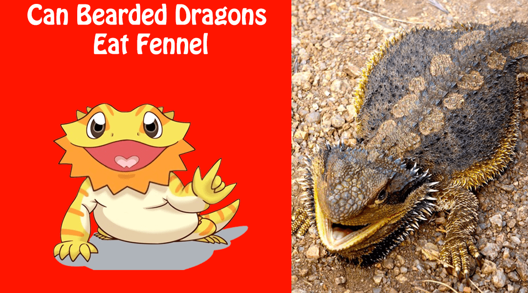Can Bearded Dragons Eat Fennel