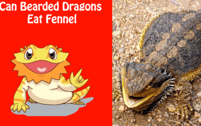 Can Bearded Dragons Eat Fennel