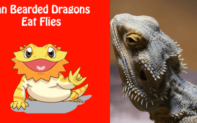 Can Bearded Dragons Eat Flies