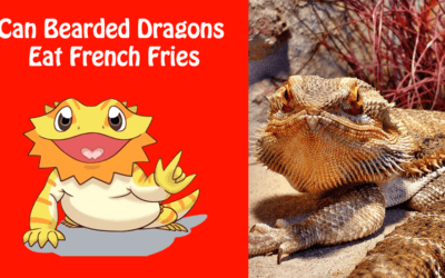 Can Bearded Dragons Eat French Fries