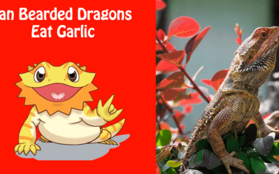 Can Bearded Dragons Eat Garlic