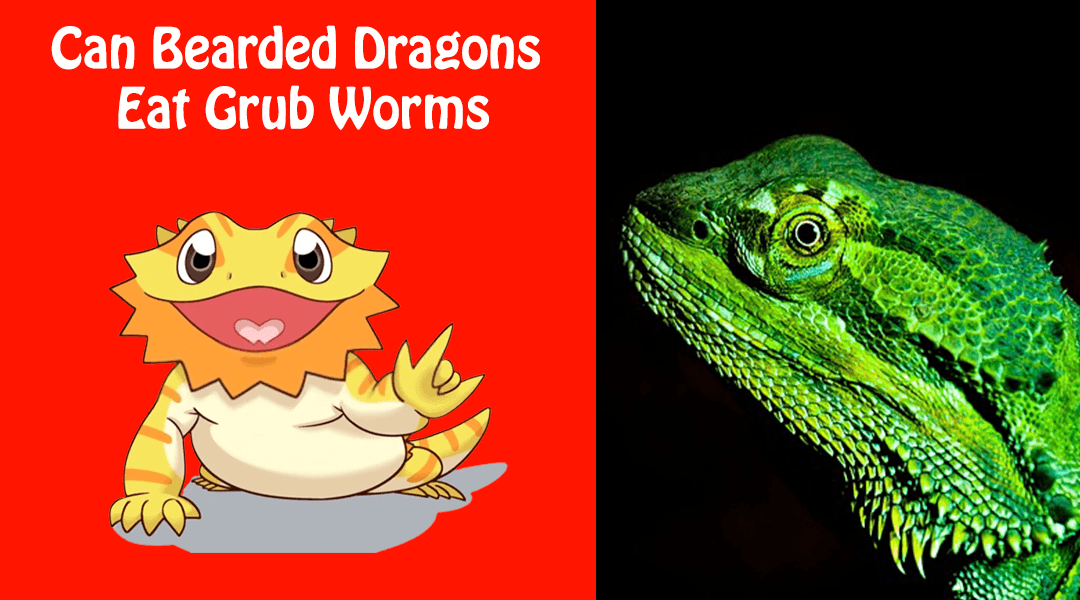 Can Bearded Dragons Eat Grub Worms
