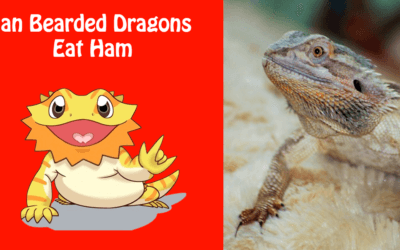 Can Bearded Dragons Eat Ham