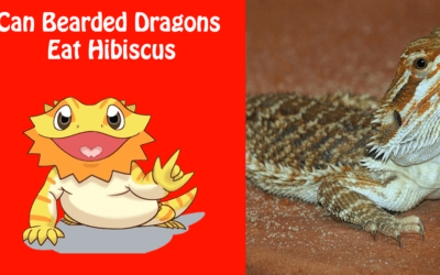 Can Bearded Dragons Eat Hibiscus