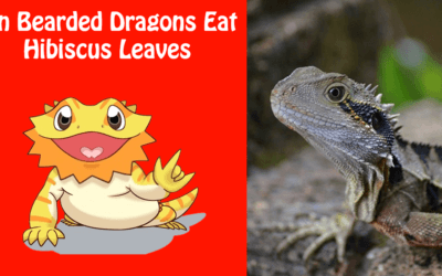 Can Bearded Dragons Eat Hibiscus Leaves