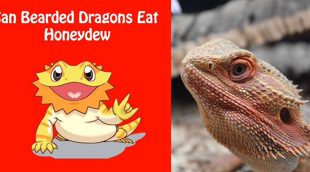 Can Bearded Dragons Eat Honeydew