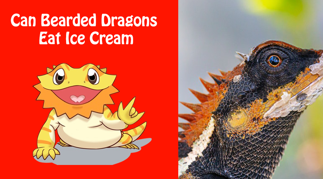 Can Bearded Dragons Eat Ice Cream