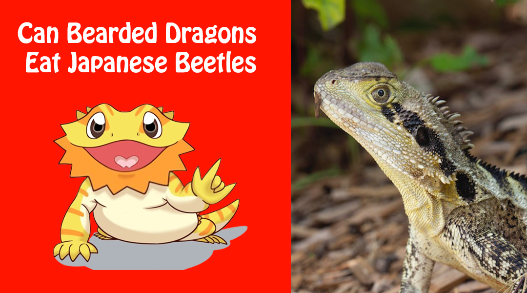 Can Bearded Dragons Eat Japanese Beetles
