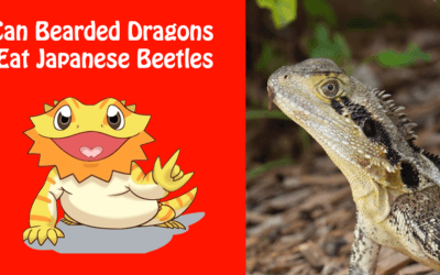 Can Bearded Dragons Eat Japanese Beetles